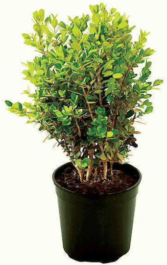 Buxus (Обща кутия) 4лт Ύψους 70бр