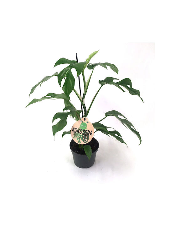 Monstera Minima "swiss Cheese Plant" Monstera Minima "swiss Cheese Plant"