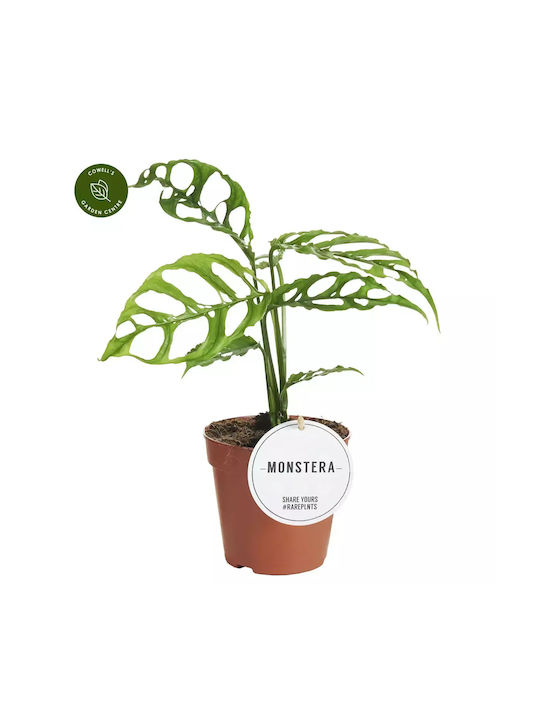 Monstera Oblique Peru