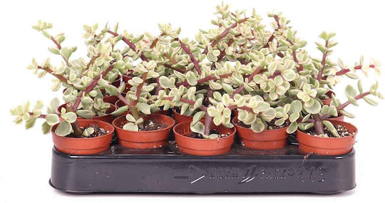 Portulacaria Afra F Variegata 5.5cm