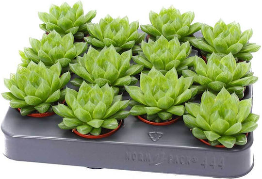 Haworthia Cooperii Xxl 5.5cm Haworthia Cooperii Xxl 5.5cm