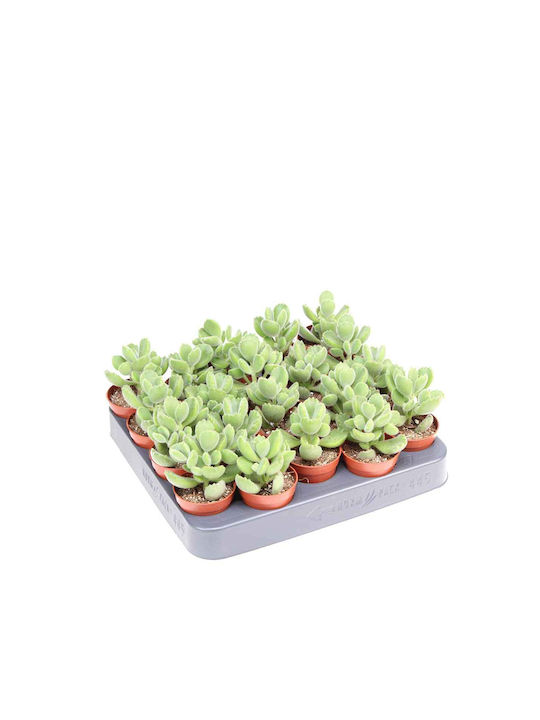 Cotyledon Ladismithiensis 5.5cm