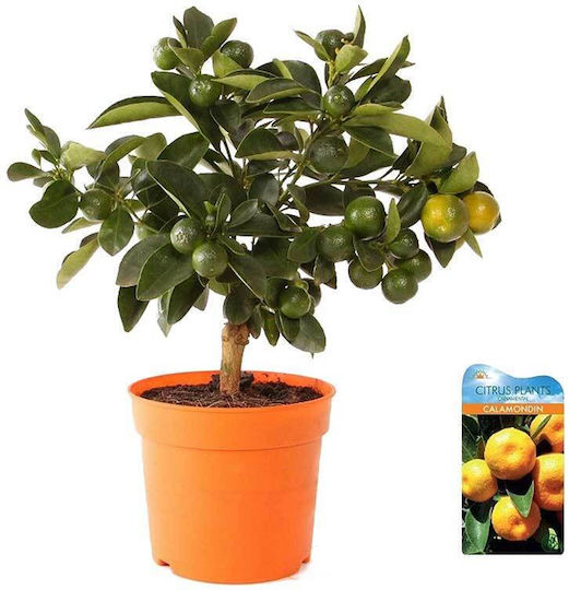 Orange CITRUSORIANA12CM