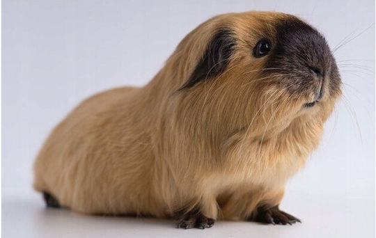 Vitakraft Menu Vital Treat for Guinea Pig 3kg