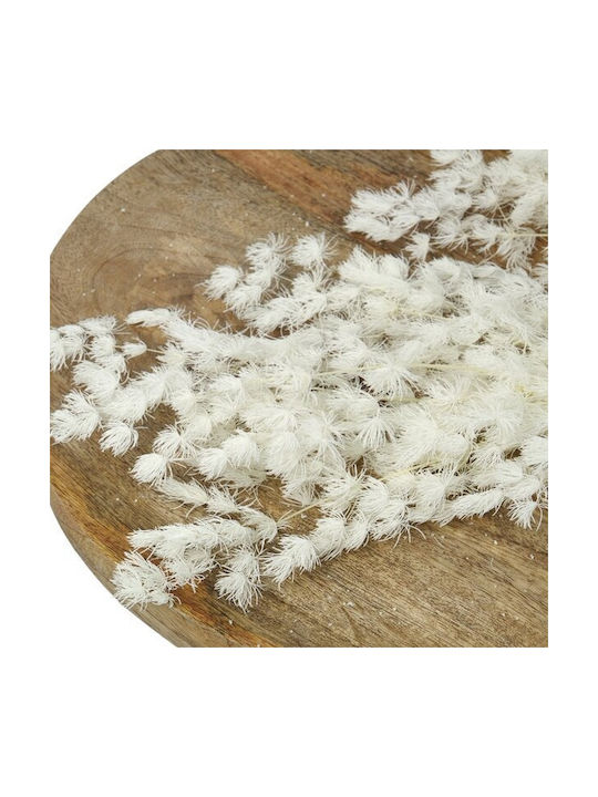 Φτερη Αποξηραμενο Φυσικο Λουλουδι 60cm 80gr Preserved