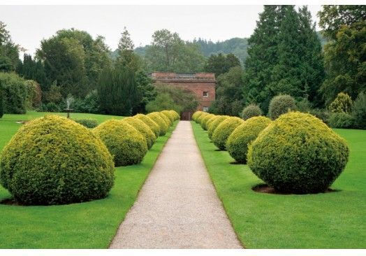 Ars K-800 Hedge Clippers & Shears Shrub