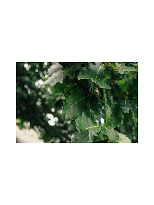 Πίνακας Close-up Green Oak Leaves Κοντινό Πλάνο Πράσινων Φύλλων Βελανιδιάς 120x80