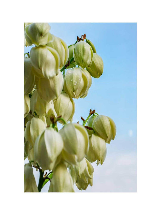Πίνακας Blooming Yucca Flowers Ανθισμένα Λουλούδια Yucca 80x120