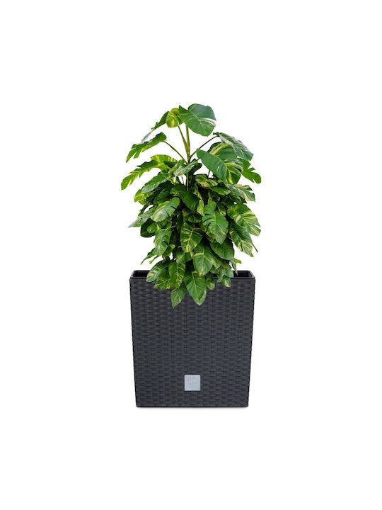 Prosperplast Rato Low Topf Kunststoff 20x20x20.2cm.