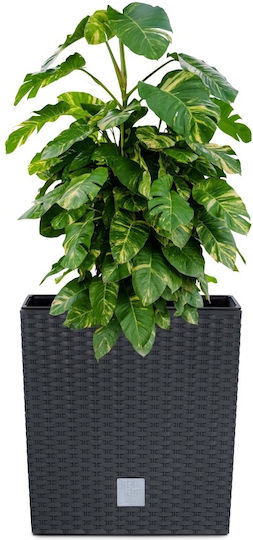 Prosperplast Rato Low Ghiveci Plastic 20x20x20.2cm.