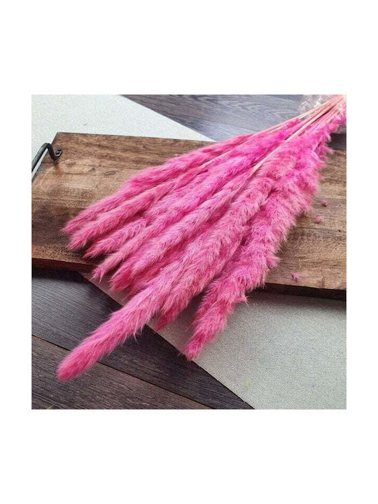 Αποξηραμένο Φυτό Pampas grass Ροζ ED Collection