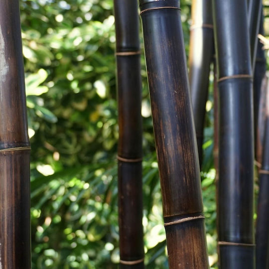 Showood Bamboo Fencing with Whole Reed Bamboo 2x2.5m