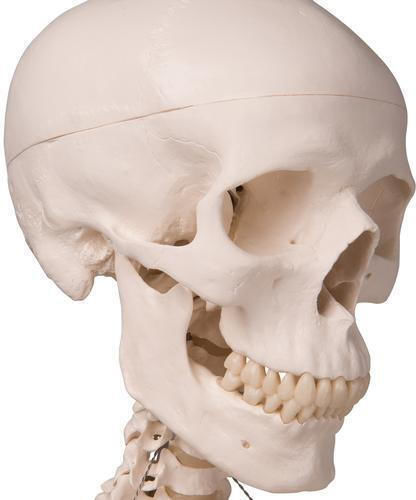 3b Scientific Schelet uman Manechin de antrenament medical pentru schelet uman