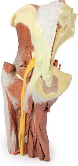 Erler Zimmer Manechin de antrenament Organele interne