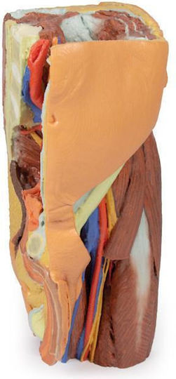 Erler Zimmer Internal Organs Model