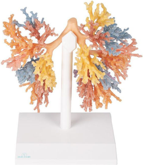 Erler Zimmer Internal Organs Model