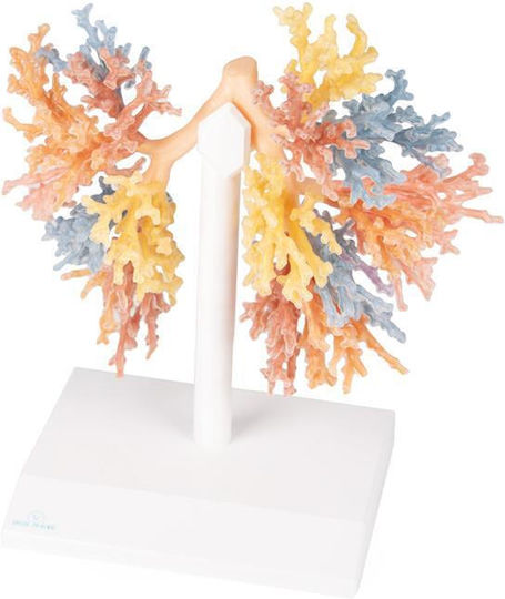Erler Zimmer Internal Organs Model