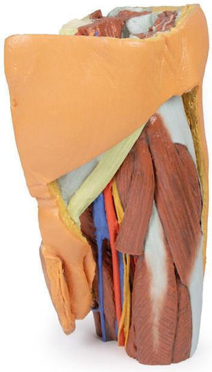 Erler Zimmer Internal Organs Model
