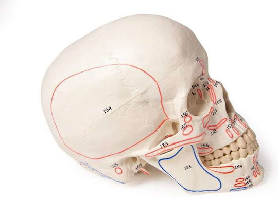 Erler Zimmer Manechin de antrenament Craniu/cap