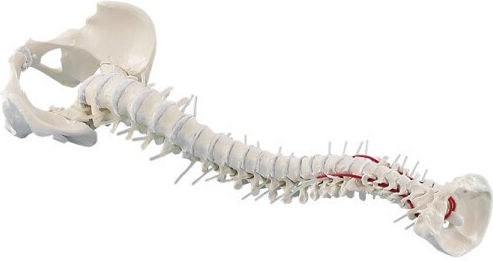 Erler Zimmer Human Skeleton Model