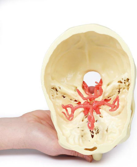 Erler Zimmer Skull/Head Model