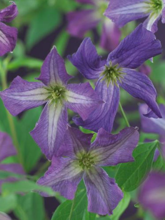 Clematis Viticella Clematis Viticella