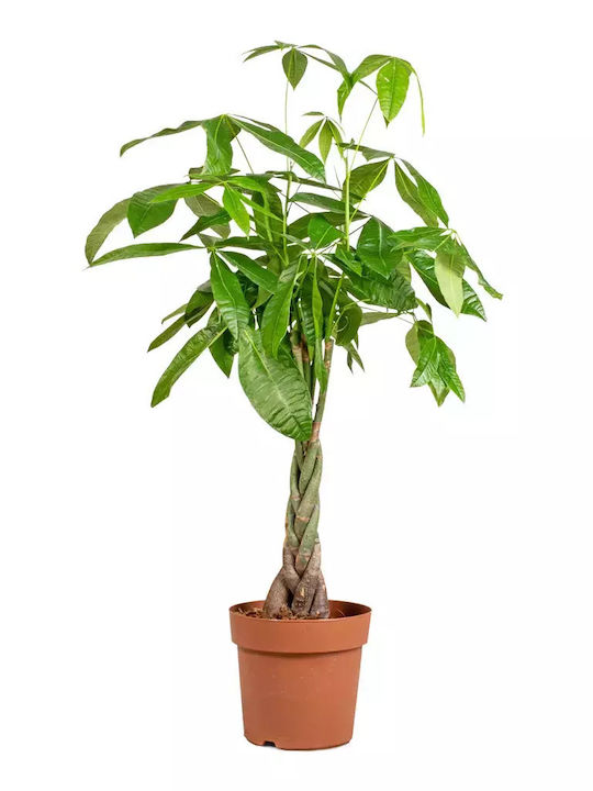 Pachira Aquatica