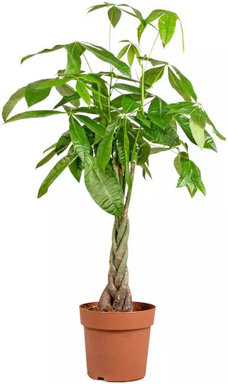 Pachira Aquatica