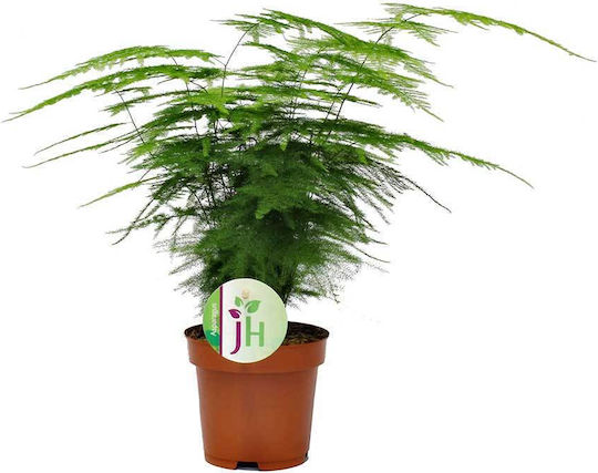 Fern Fern
