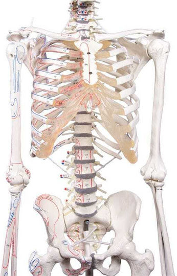 Erler Zimmer Human Skeleton Model