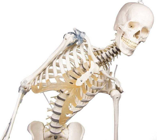 Erler Zimmer Manechin de antrenament medical pentru schelet uman