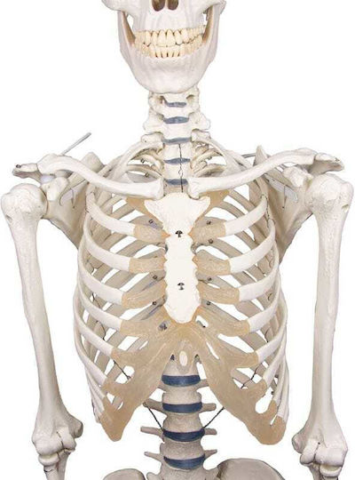 Erler Zimmer Manechin de antrenament medical pentru schelet uman