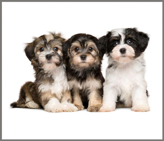 Brainstorm Cute Animals Proiector de Povești pentru 3+ ani Ani