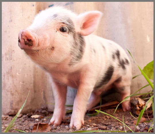 Brainstorm Cute Animals Proiector de Povești pentru 3+ ani Ani