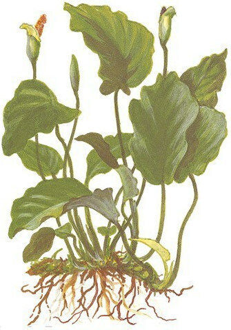 Tropica Barteri Potted Lebende Aquariumspflanze Anubias Βarteri