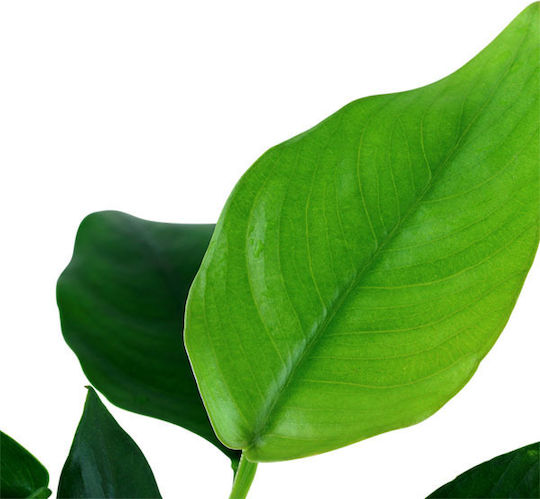 Tropica Nana Potted Live Aquarium Plant Anubias Βarteri