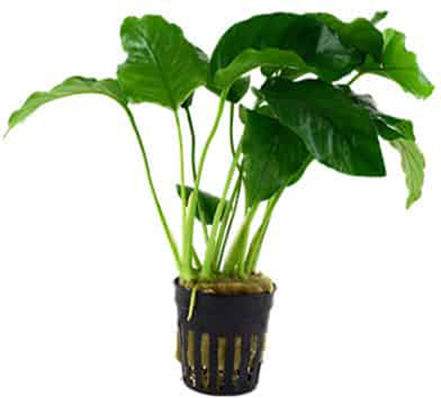 Tropica Barteri Potted Lebende Aquariumspflanze Anubias Βarteri