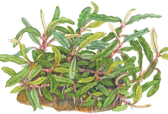 Tropica Bucephalandra Needle Leaf 1-2-Grow Ζωντανό Φυτό Ενυδρείου Bucephalandra