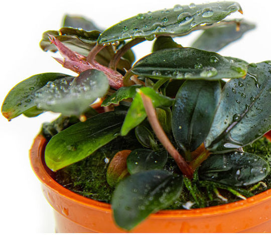 Tropica Lebende Aquariumspflanze Bucephalandra