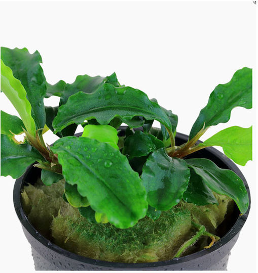 Tropica Pygmaea Ζωντανό Φυτό Ενυδρείου Bucephalandra