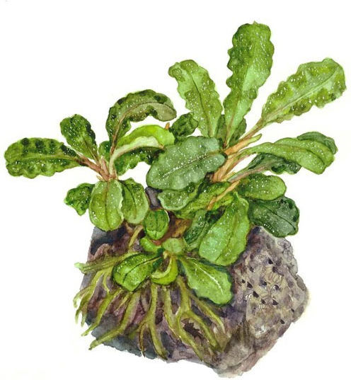 Tropica Pygmaea Ζωντανό Φυτό Ενυδρείου Bucephalandra