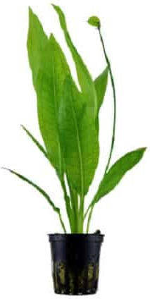Tropica Echinodorus Bleherae Live Aquarium Plant