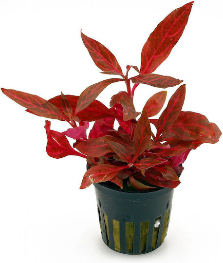 SonGrow Lebende Aquariumspflanze Alternanthera