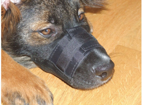 Kerbl Hundemaulkörbe Hundeschulung 24 cm