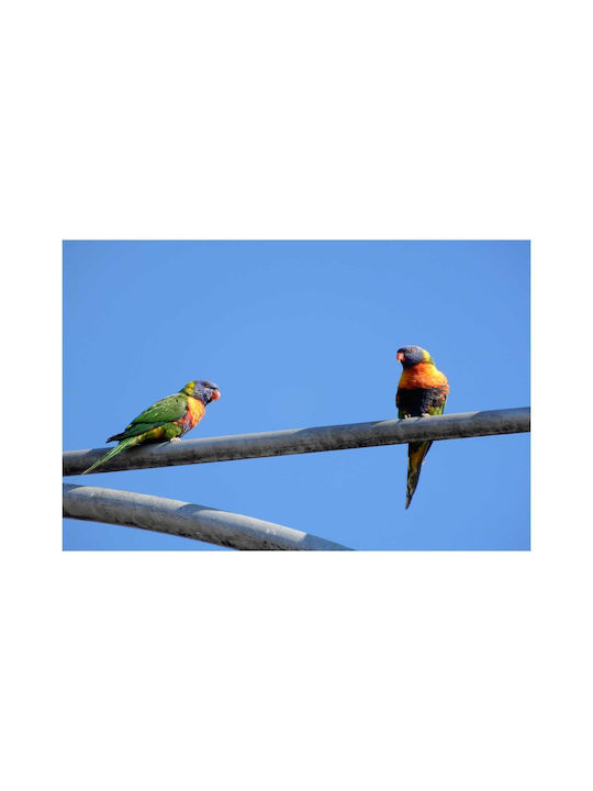 Painting Parrots On A Metal Bar 150x100