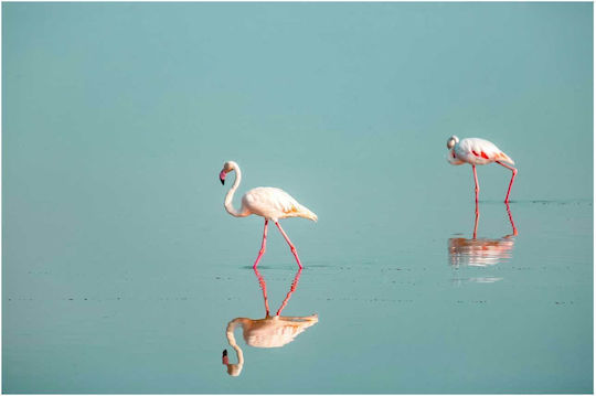 Tabloul Flamingos în Serenitate 120x80