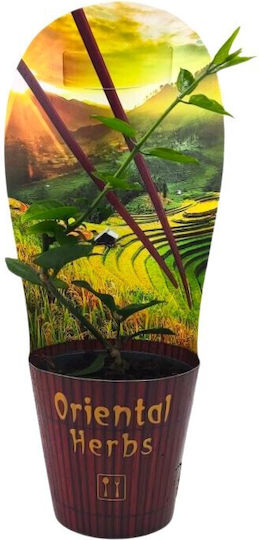 Китайски жасмин "Jasminum Sambac" 25 см