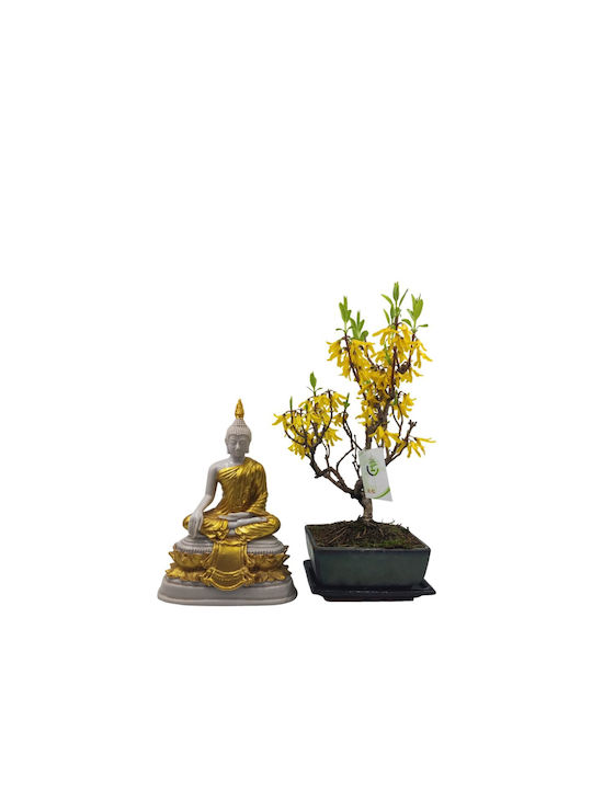 Μπονσάι Forsythia Amabilis