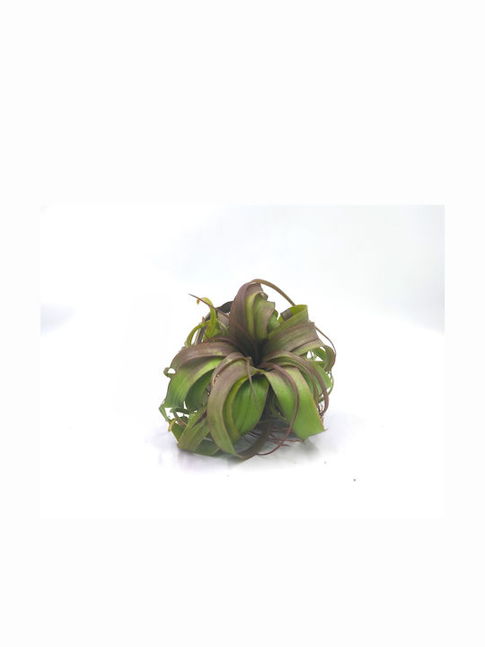 Αερόφυτο Tillandsia Eric Knobloch