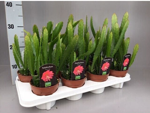 Cactus Înălțime 20buc